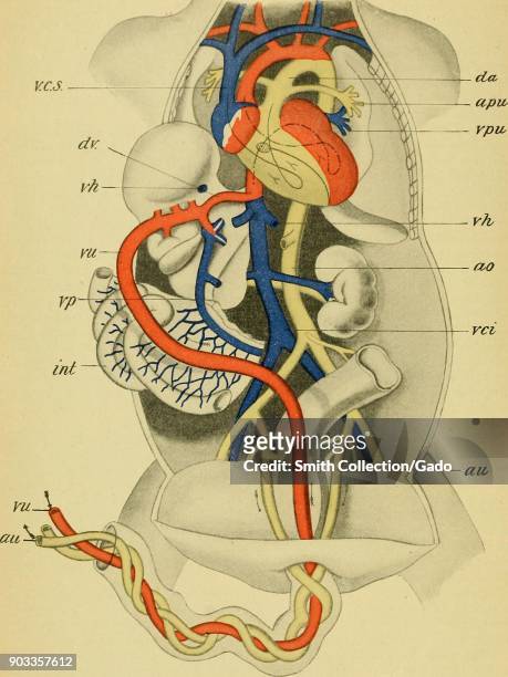 2,654 Cardiovascular System Diagram Photos and Premium High Res Pictures -  Getty Images