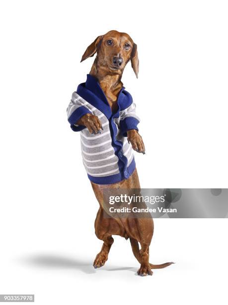 standing dashchund dog wearing blue and white cardigan on white background - gandee stockfoto's en -beelden