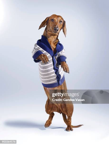 standing dashchund dog wearing blue and white cardigan - gandee stockfoto's en -beelden