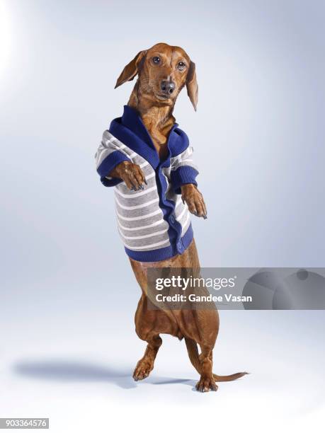 standing dashchund dog wearing blue and white cardigan - gandee stock pictures, royalty-free photos & images