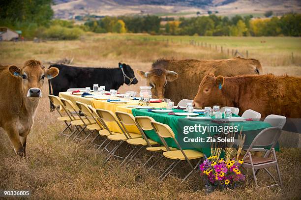 curious cows and outdoor dinner table - funny cow stock pictures, royalty-free photos & images