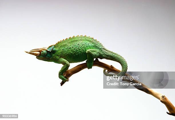 chameleon - chameleon white background stock pictures, royalty-free photos & images