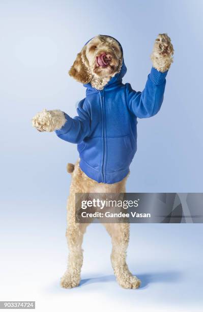 standing spoodle dog wearing hoodie - gandee stock pictures, royalty-free photos & images