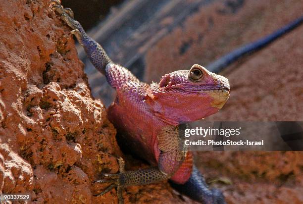 red-headed rock agama (agama agama) - agama stock pictures, royalty-free photos & images