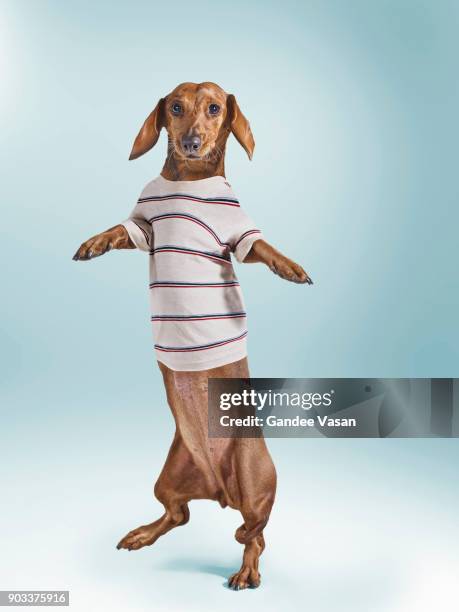 standing dashchund dog wearing striped t-shirt - gandee stockfoto's en -beelden