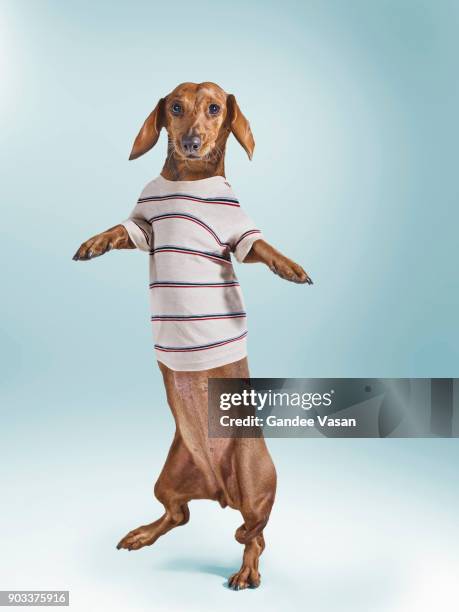 standing dashchund dog wearing striped t-shirt - gandee stock pictures, royalty-free photos & images