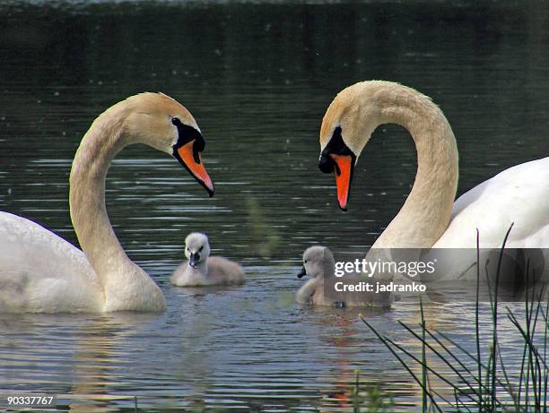 two swans with cygnets - animal family stock pictures, royalty-free photos & images