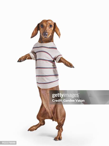 standing dashchund dog wearing striped t-shirt on white background - gandee stockfoto's en -beelden