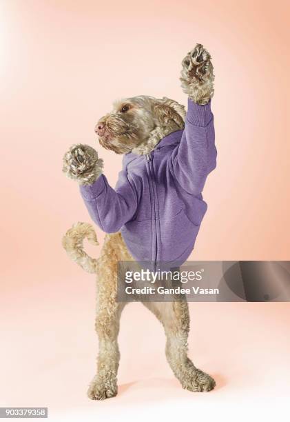 standing spoodle dog wearing hoodie - gandee stockfoto's en -beelden