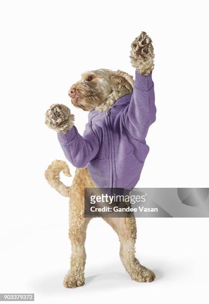 standing spoodle dog wearing hoodie on white background - gandee stock pictures, royalty-free photos & images