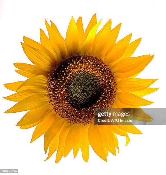 sunflower - sunflower ストックフォトと画像