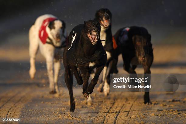 Riverside Prince wins the fourth race at the Coral Brighton and Hove Greyhound Stadium on January 10, 2018 in Brighton, England.