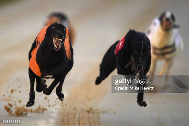 Suki Mart wins the fifth race at the Coral Brighton and Hove Greyhound Stadium on January 10, 2018 in Brighton, England.