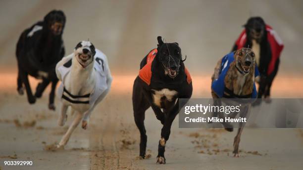 Greyhounds in action during the sixth race at the Coral Brighton and Hove Greyhound Stadium on January 10, 2018 in Brighton, England.