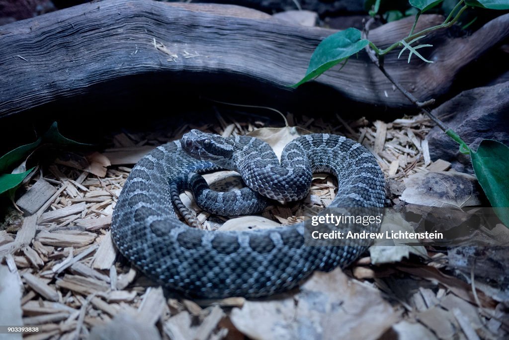Massasauga rattlesnake