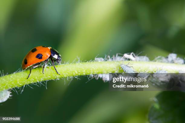 ladybird eating aphids - aphid stockfoto's en -beelden