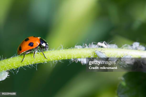 ladybird eating aphids - joaninha imagens e fotografias de stock