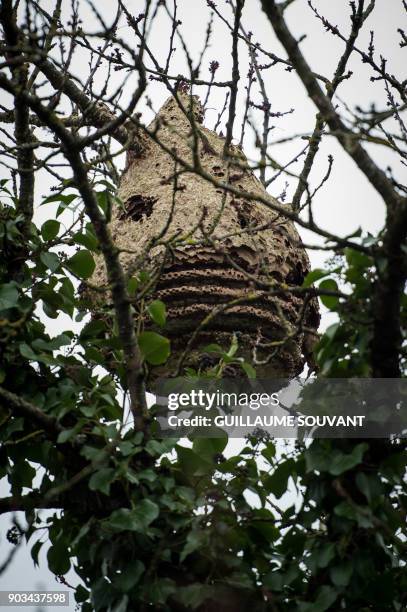 An abandoned Asian hornet nest is pictured on January 9, 2018 in Tours. / AFP PHOTO / GUILLAUME SOUVANT