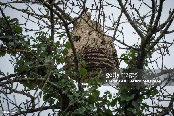 An abandoned Asian hornet nest is pictured on January 9, 2018 in Tours. / AFP PHOTO / GUILLAUME SOUVANT