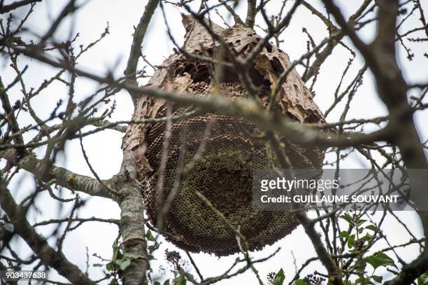 An abandoned Asian hornet nest is pictured on January 9, 2018 in Tours. / AFP PHOTO / GUILLAUME SOUVANT