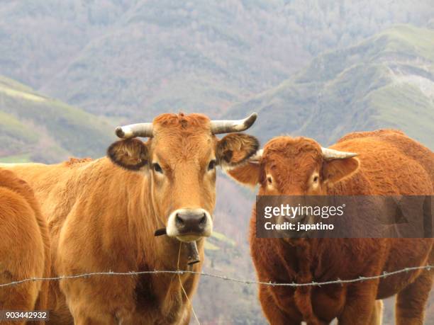 high mountain snowy landscape. cows grazing in the high mountain meadows - dairy crest bildbanksfoton och bilder