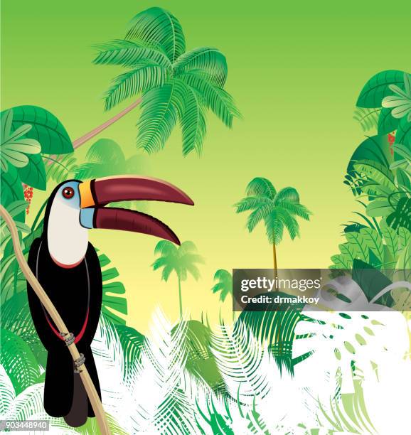 tropical toucan - peruvian amazon stock illustrations