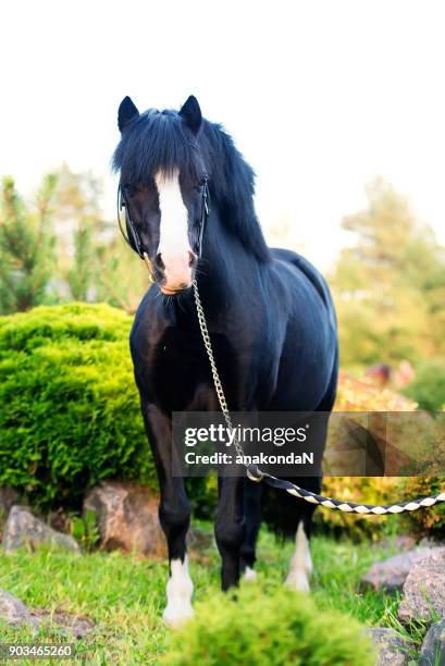 wonderful black welsh pony at lawn - welsh pony stockfoto's en -beelden