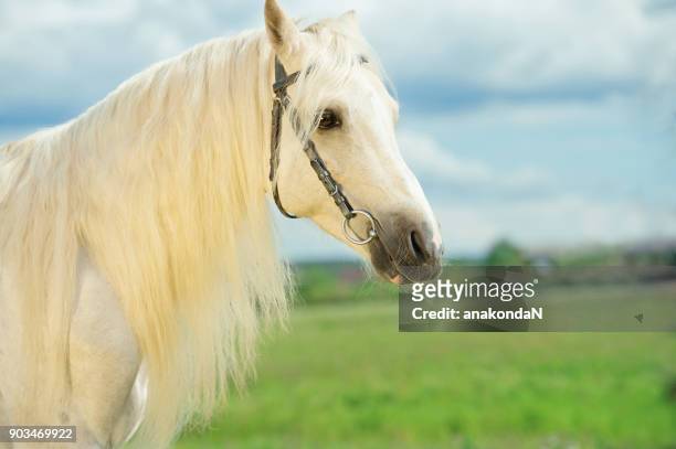 portrait of welsh pony cream stallion with long mane  at sky background - welsh pony stockfoto's en -beelden