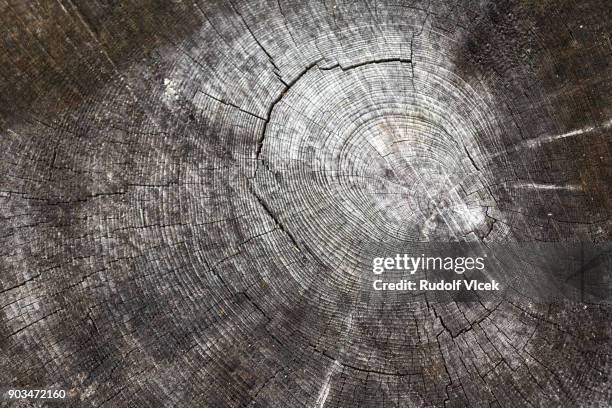Spruce Rings 19 Spruce Wood Rings Stock Photos, High-Res Pictures, and Images ...