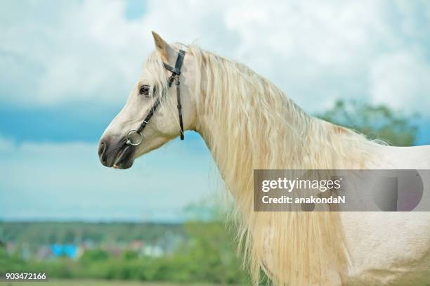 portrait of welsh pony cream stallion with long mane  at sky background - welsh pony stockfoto's en -beelden