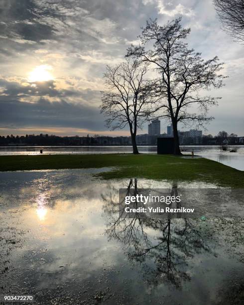 trees reflecting in rhine river after  flooding in cologne - flood plain stock pictures, royalty-free photos & images