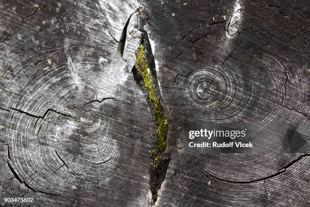 Spruce Rings 19 Spruce Wood Rings Stock Photos, High-Res Pictures, and Images ...
