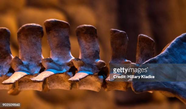 skeleton of animal's spine - archaeology stock pictures, royalty-free photos & images