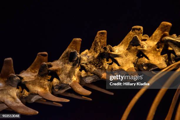 animal skeleton on black background - anatomy video stock pictures, royalty-free photos & images