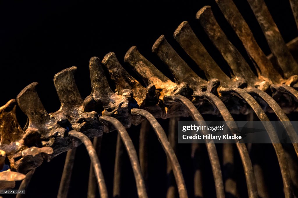 Skeleton of animal's spine and rib cage