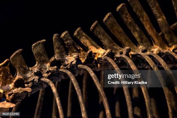 skeleton of animal's spine and rib cage - costela osso humano - fotografias e filmes do acervo