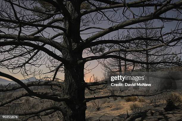 The 241-square-mile Station Fire continues to blacken forests and race up rugged canyons along its eastern front deep in the Angeles National Forest...