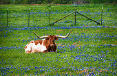 Texas longhorn in bluebonnet pasture