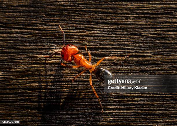 ant on wood - picada de hormiga de fuego roja fotografías e imágenes de stock