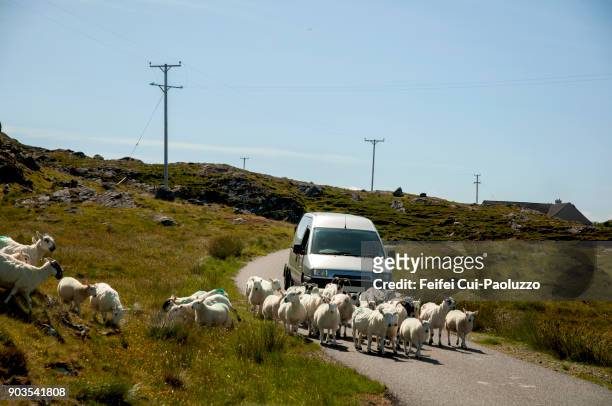 large group of sheep on the contry road - contry road stock pictures, royalty-free photos & images