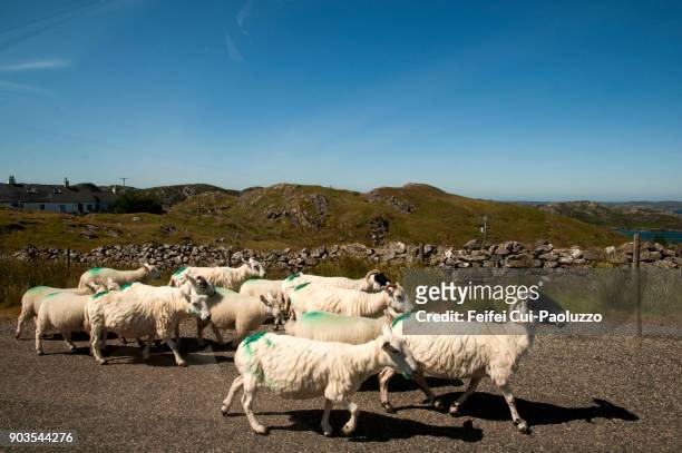 large group of sheep on the contry road - contry road stock pictures, royalty-free photos & images