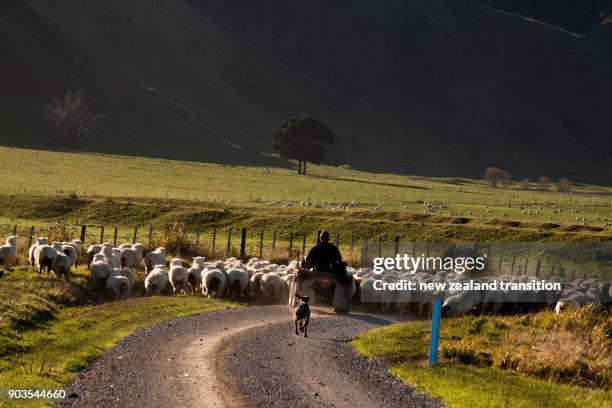 rear view of farmer on quad bike and his dog mustering sheep in late afternoon sun, rural wairarapa - new zealand farmer stock pictures, royalty-free photos & images