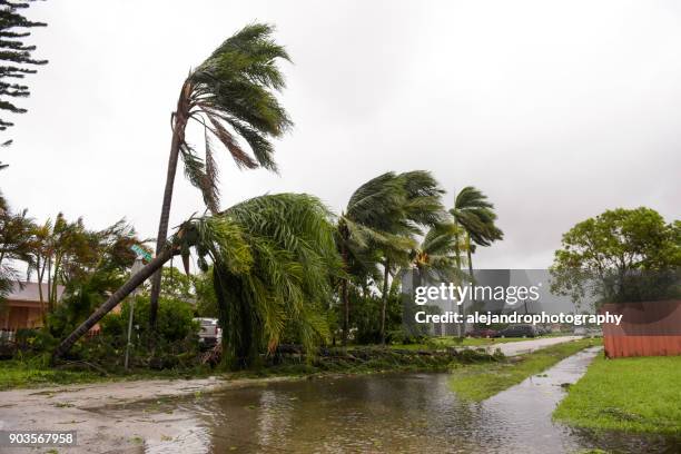 damaged palm trees - hurricane wind stock pictures, royalty-free photos & images