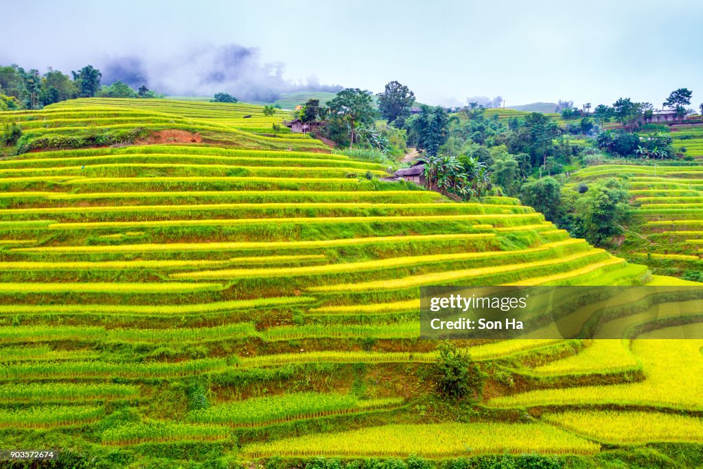 Terraced fields in Hoang Su Phi