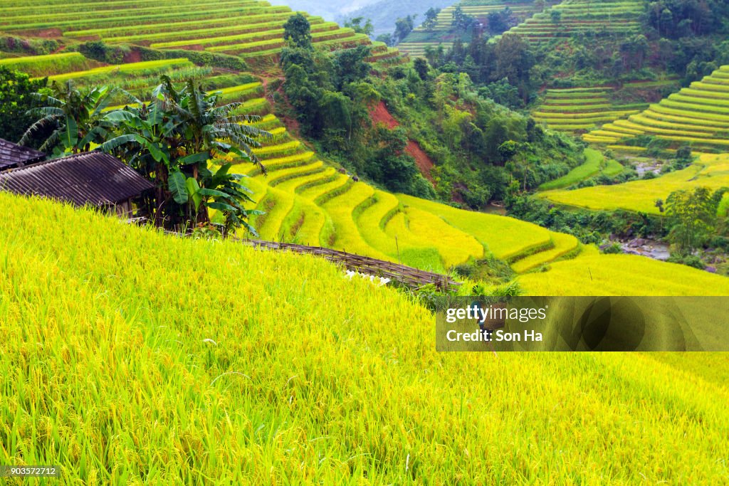 Terraced fields in Hoang Su Phi