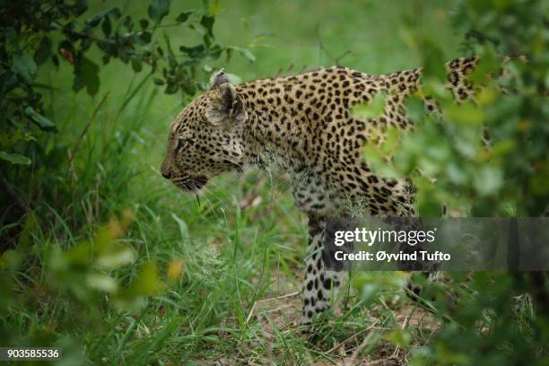 hunting leopard - grote-vijf-wilde-dieren stockfoto's en -beelden
