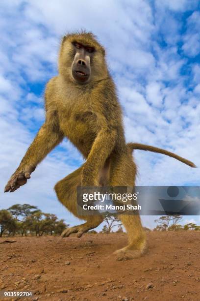 male baboon alarmed - baboons stock pictures, royalty-free photos & images
