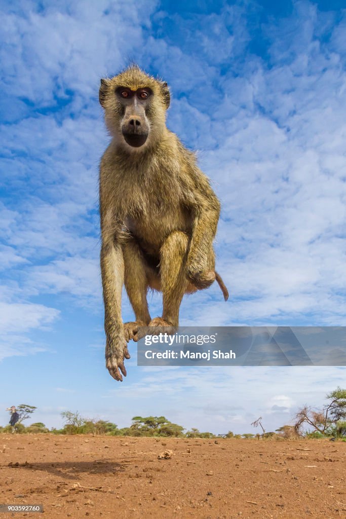Yellow baboon jumping