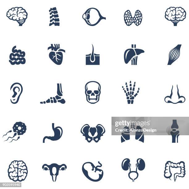 menschliche innere organe-icon-set - physiologie stock-grafiken, -clipart, -cartoons und -symbole