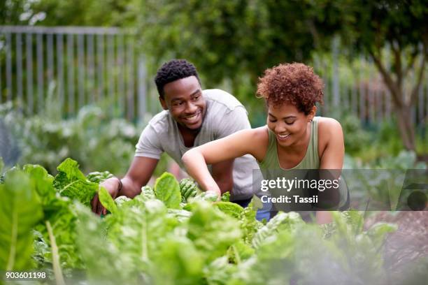 zetten in het werk, en je ziet groei - african american farmer stockfoto's en -beelden